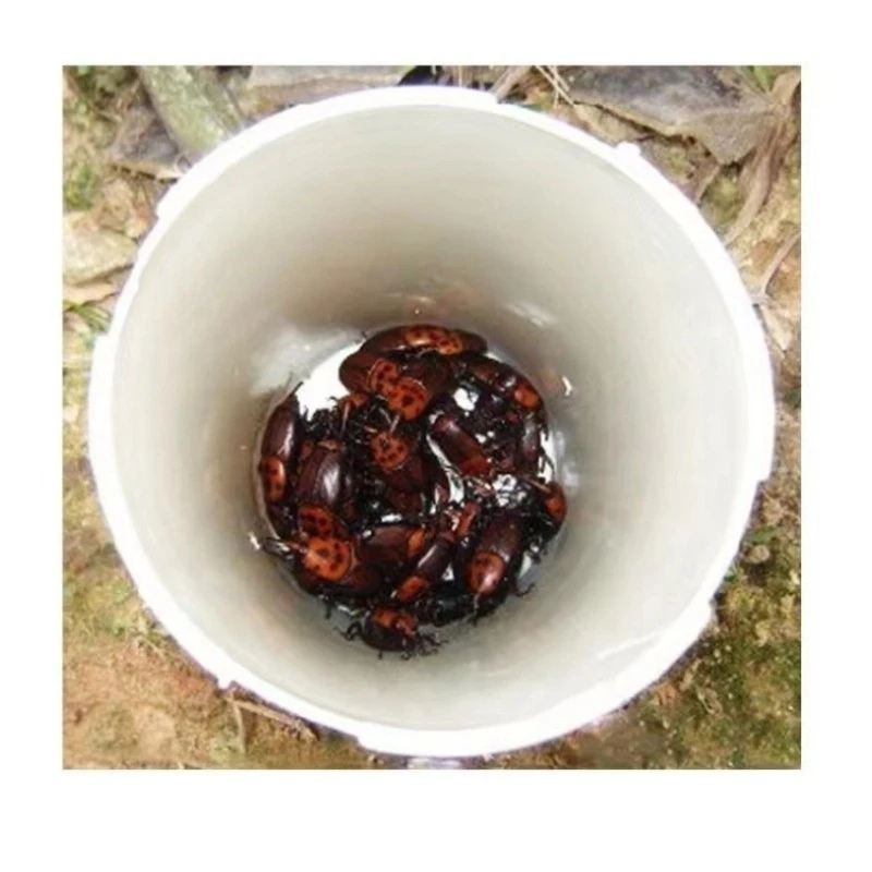 Red Palm Weevil Pheromone Traps best