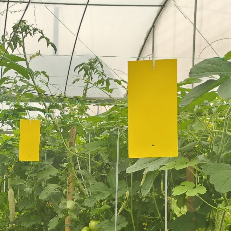 Yellow Insect Sticky Traps